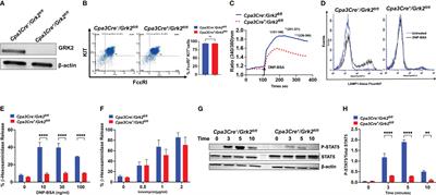 GRK2 differentially regulates FcεRI and MRGPRB2-mediated responses in mast cells